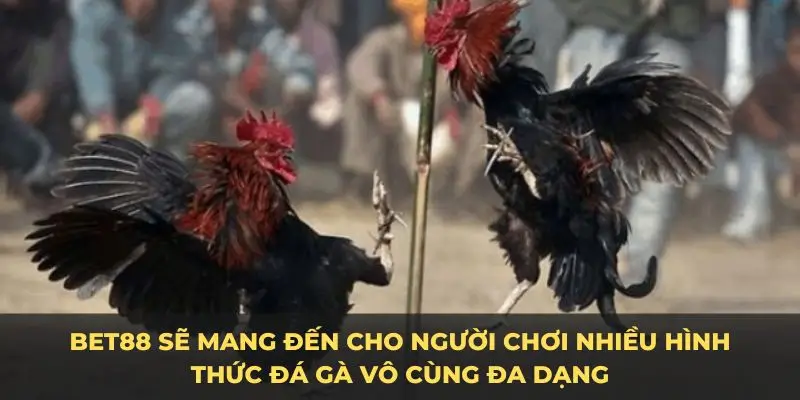 Bet88 sẽ mang đến cho người chơi nhiều hình thức đá gà vô cùng đa dạng