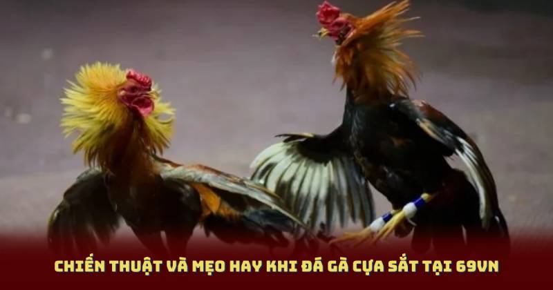 Chiến thuật và mẹo hay khi đá gà cựa sắt tại 69vn