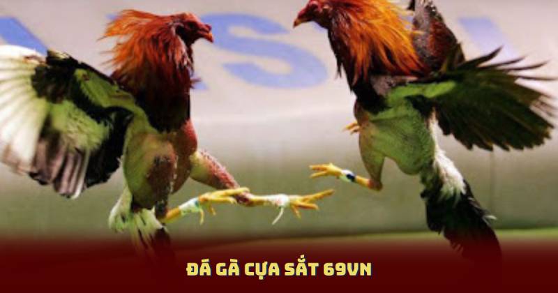 Đá Gà Cựa Sắt 69vn - Những Lưu Ý Quan Trọng Khi Chơi