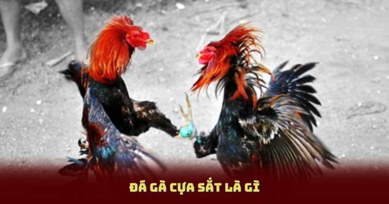 Đá gà cựa sắt là gì